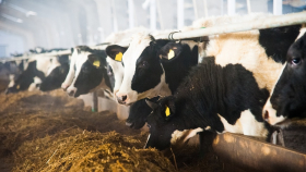 Евросоюз одобрил закрытие нескольких тысяч ферм в Нидерландах
